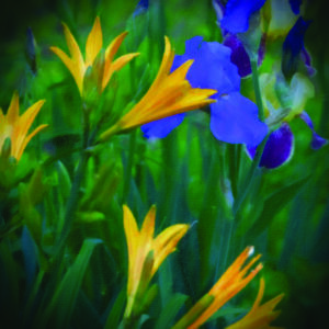Bouquet of flowers